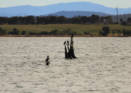 water birds on the tree in the lakeの写真素材