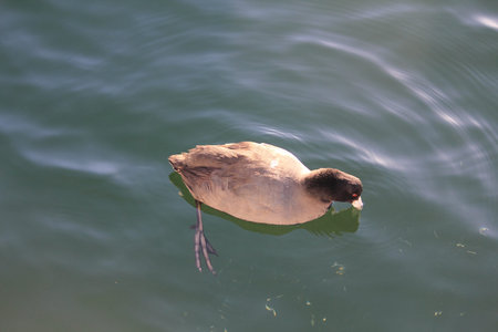 top view of a duck