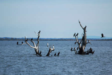 water birds on the tree in the lakeの写真素材