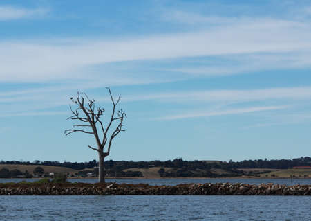 tree in the lakeの写真素材