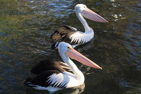 pelican on the waterの写真素材