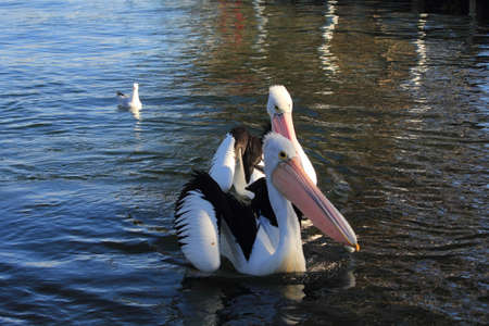 pelican on the waterの写真素材