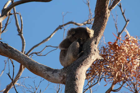 koala on gumtreeの写真素材