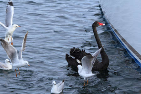 black swan and seagullsの写真素材