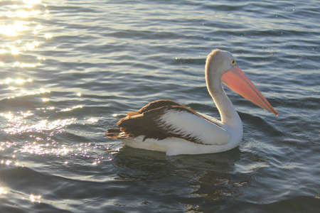 pelican on the waterの写真素材