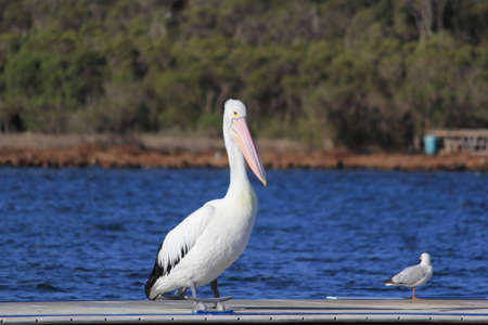 pelican standing on jettyの写真素材