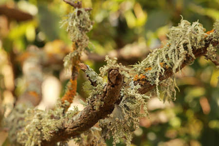 lichens on the treeの写真素材