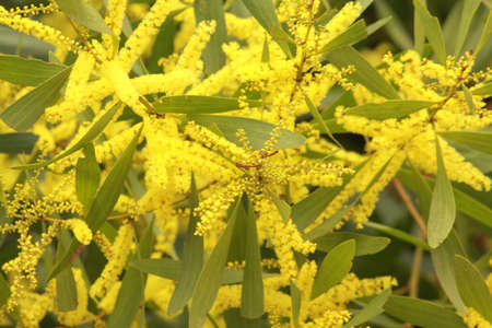 Australian native plantsの写真素材