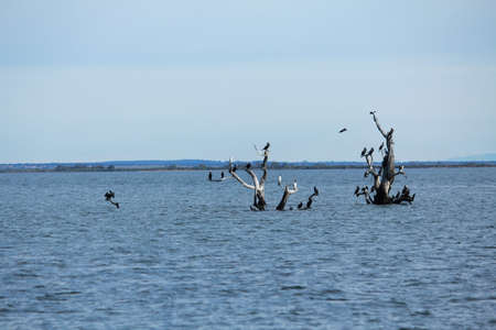 water birds on the tree in the lakeの写真素材