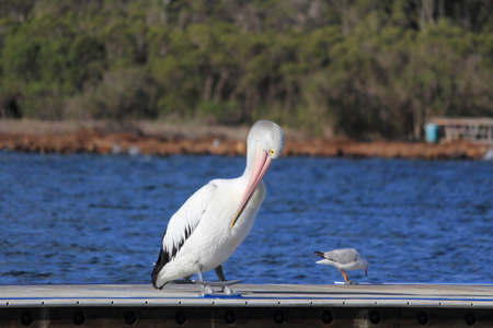 pelican on jettyの写真素材