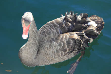 black swanの写真素材