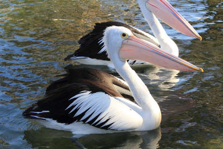 pelican on the waterの写真素材
