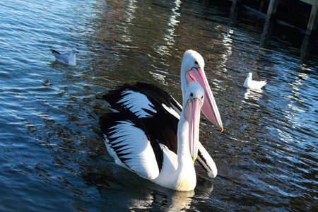 pelican on the waterの写真素材