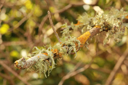 lichens on the treeの写真素材