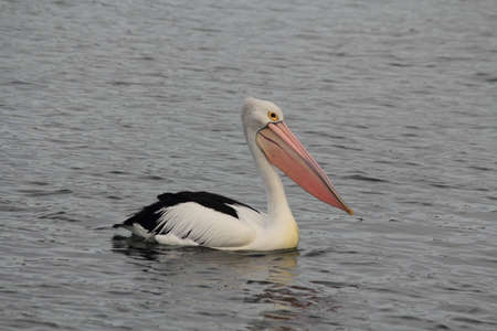 pelicanの写真素材