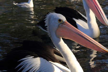 pelicans close upの写真素材