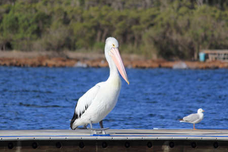 pelican on the pierの写真素材