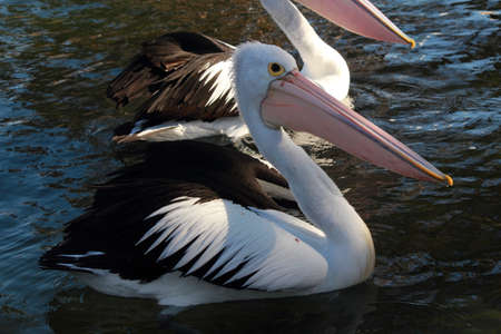 pelicans on the waterの写真素材