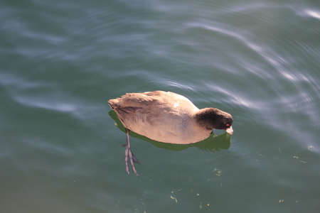 duckの写真素材