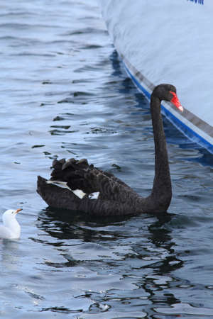 black swanの写真素材