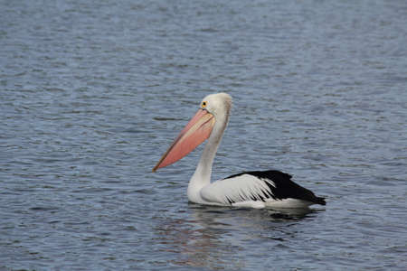 pelicans on the waterの写真素材