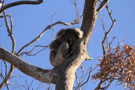 koala on the treeの写真素材