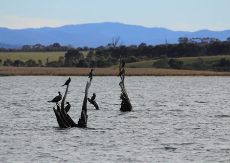 wildlife in Lake Entranceの写真素材