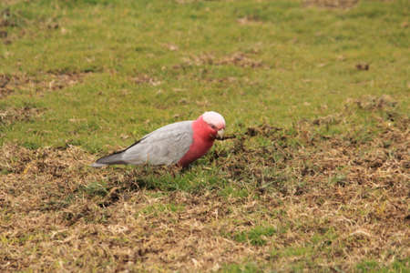 Australian birdsの写真素材