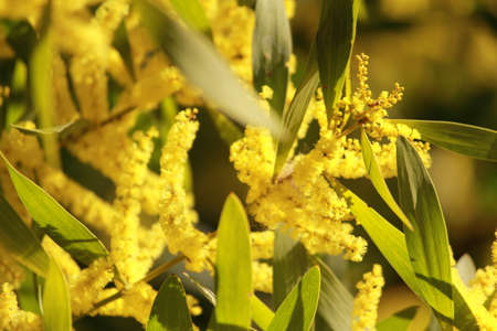 native yellow flowersの写真素材