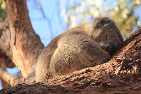 koalaの写真素材