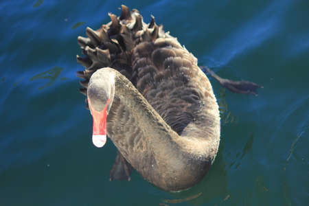 black swanの写真素材