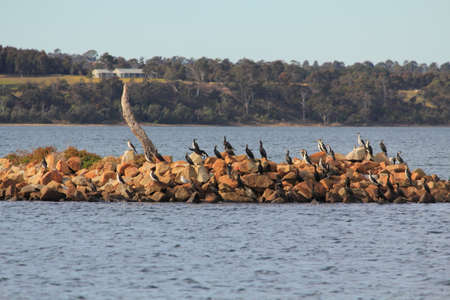 wildlife at Lake Entranceの写真素材