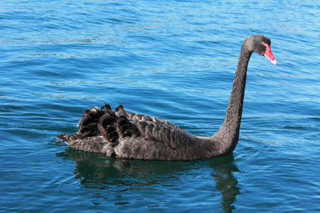 black swanの写真素材