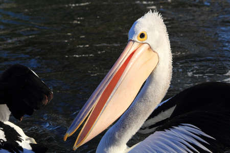 pelicans relaxing in the waterの写真素材