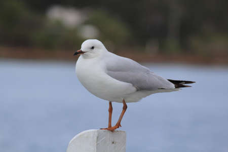 seagullsの写真素材