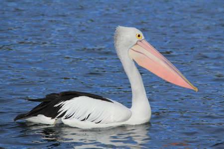 pelican relaxing in the waterの写真素材
