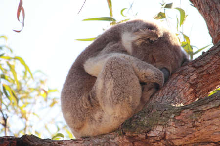 koalaの写真素材