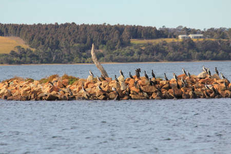 wildlife in Lake Entranceの写真素材