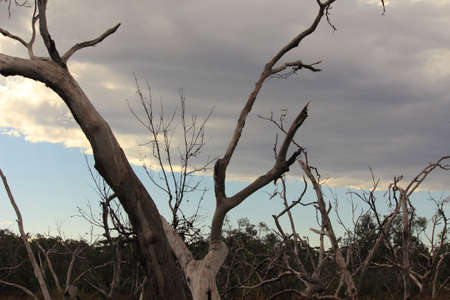 tree without leafの写真素材