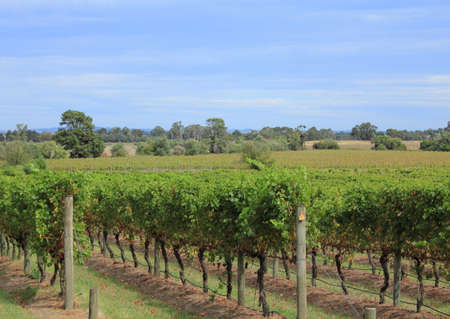 winery in Victoria, Australiaの写真素材