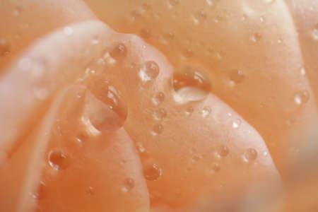 water drops on roseの写真素材