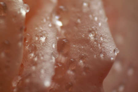 water drop on roseの写真素材