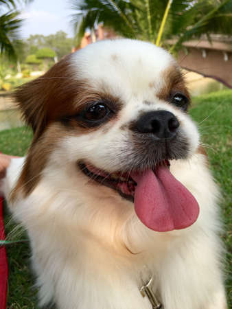 Cute dog,Cut puppyの素材