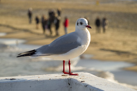Seagull sitting on the pierの写真素材