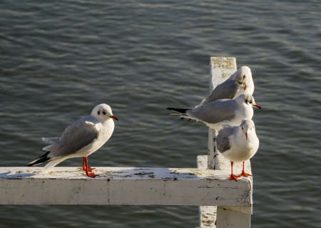 Seagull sitting on the pierの写真素材
