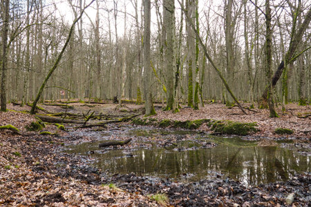 Bueauty of Bialowieza Forest