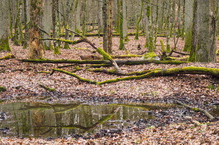 Beauty of Bialowieza Forestの写真素材