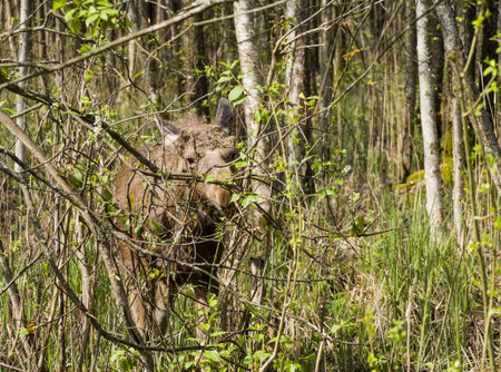 Moose around the Biebrza Riverの写真素材