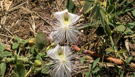 Nice view on florar from Rethymno, Crete, Greeceの写真素材