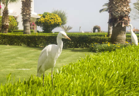 Bubulcus Ibis Egypt, common birdの写真素材